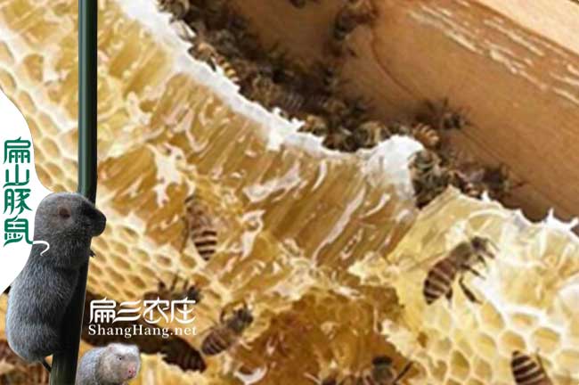 福州蜂蜜價(jià)格多少錢(qián)一斤