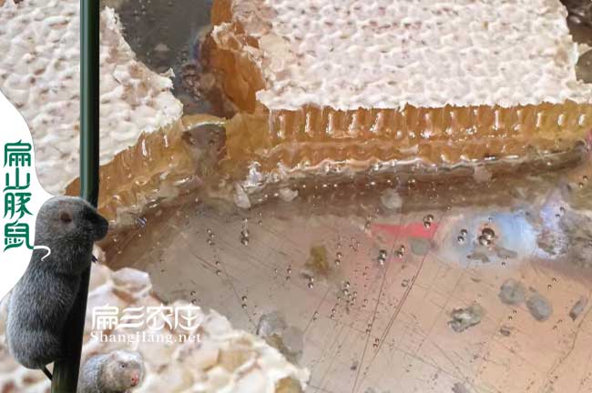 寧德蜜蜂養殖技術(shù)