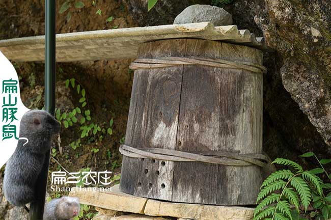 南平蜜蜂養殖基地