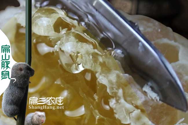 三明蜜蜂養殖基地