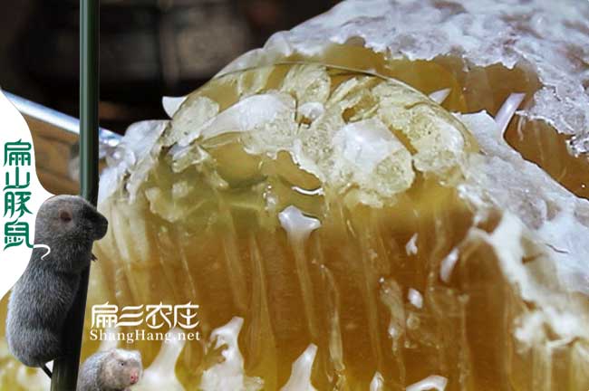 廈門(mén)蜜蜂養殖基地