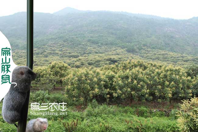 福建蜜蜂養殖技術(shù)培訓
