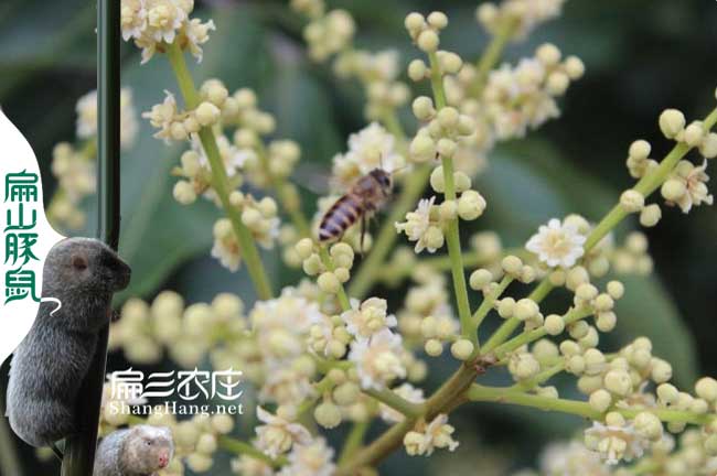 福建大王蜂養殖基地