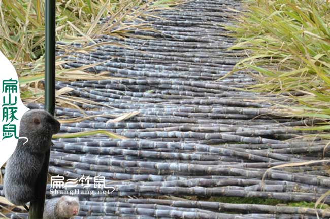 金灣八點(diǎn)黑養殖