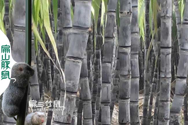瀘溪銀星c紅頰竹鼠多少錢(qián)一對