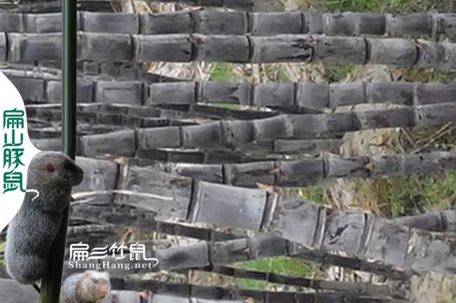 臺州竹鼠種苗多少錢(qián)一對