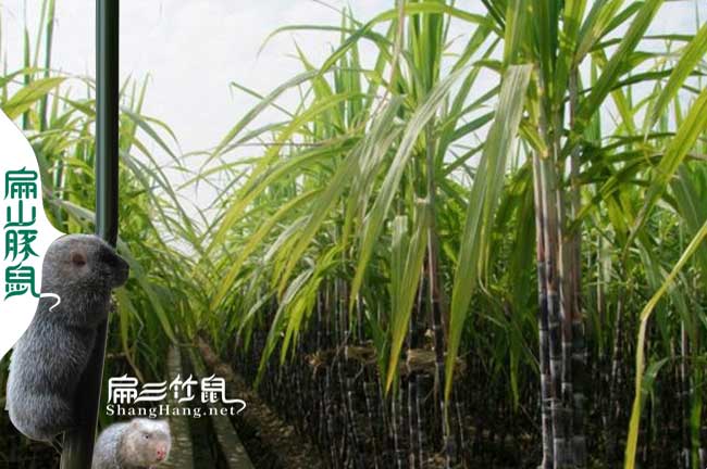 衢江竹鼠養殖技術(shù)
