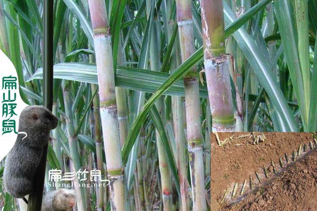 衢州竹鼠養殖合作社