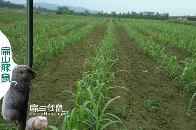 衢州竹鼠養殖技術(shù)