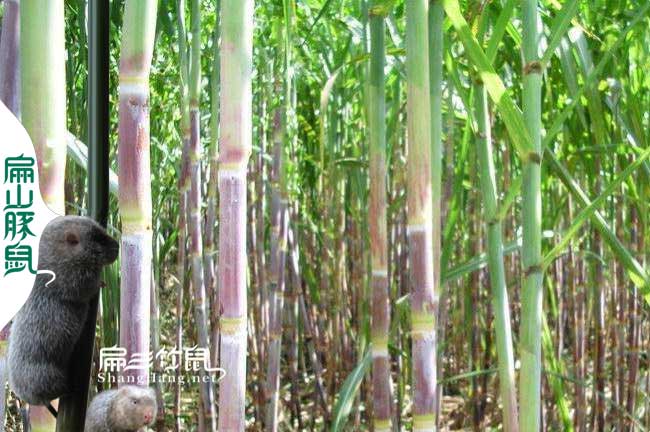 臺山竹鼠專(zhuān)業(yè)養殖合作社