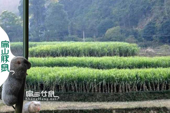 重慶竹鼠養殖場(chǎng)