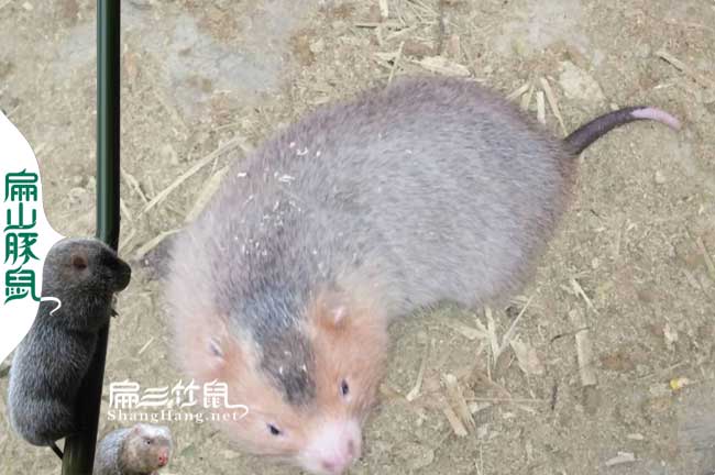 富源竹鼠養殖
