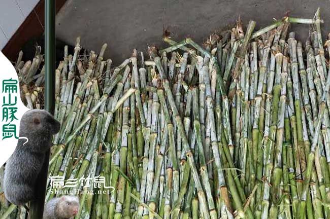 竹鼠皇竹草種植基地