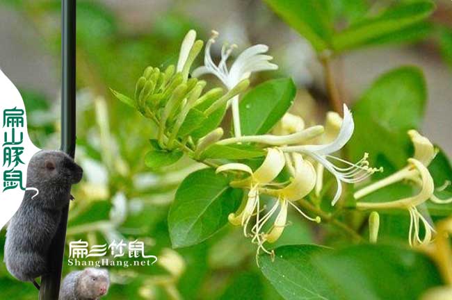 南平蜜蜂養殖技術(shù)