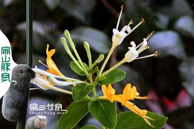 漳州蜜蜂養殖技術(shù)