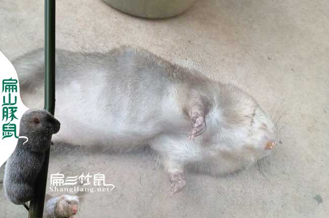 竹鼠無(wú)故死了