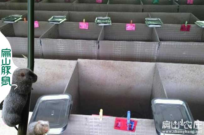 竹鼠養殖基地吃仔原因