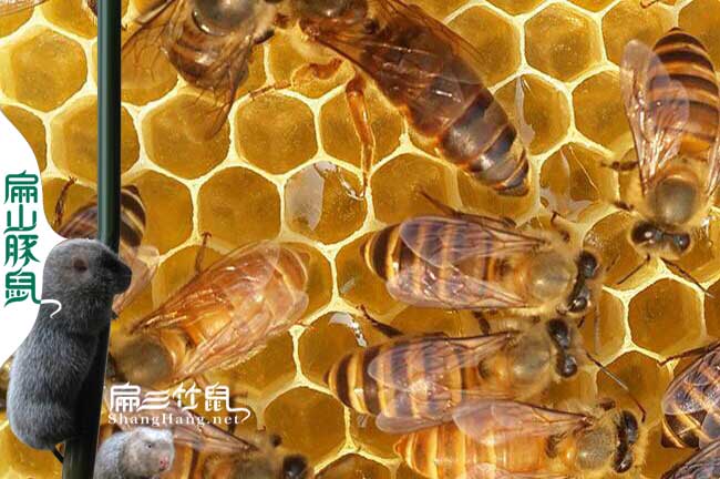 永泰土蜂蜜批發(fā)價(jià)格