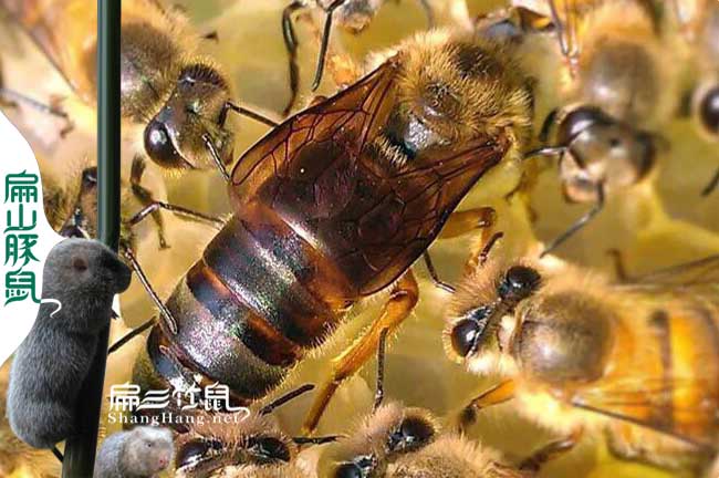 寧德蜂蜜批發(fā)價(jià)格
