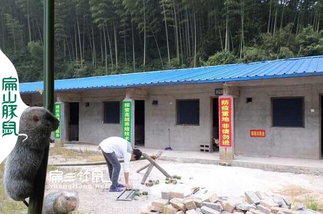 云南竹鼠竹鼠養殖技術(shù)交流微信群