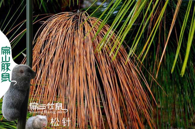 福建竹鼠竹鼠養殖技術(shù)交流