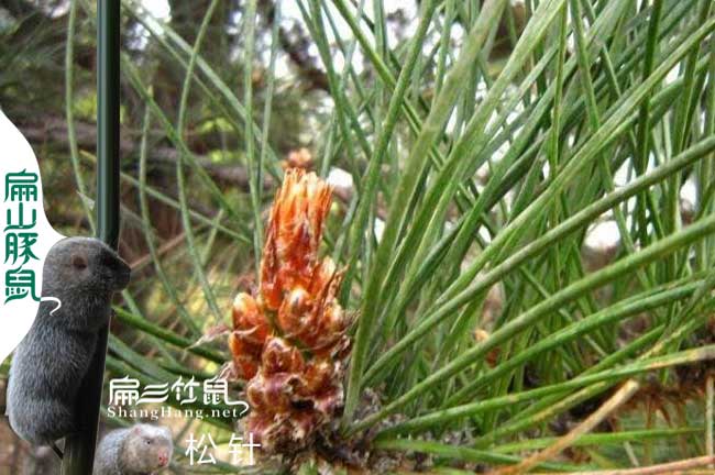 為什么銀星c紅頰竹鼠養殖技術(shù)牙齒原因？