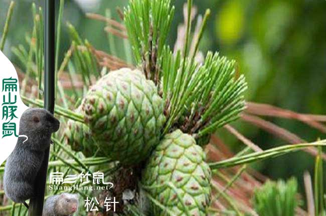 浙江竹鼠竹鼠養殖技術(shù)交流微
