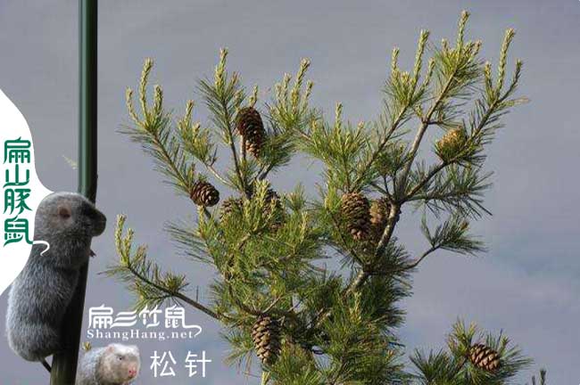 云南竹鼠竹鼠養殖技術(shù)交流微信群