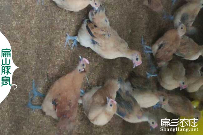 會(huì )澤竹鼠種苗