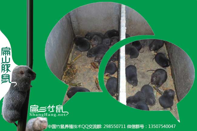 竹鼠養殖技術(shù)牙齒發(fā)白是什么原因