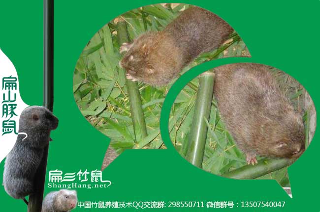 金華竹鼠種苗價(jià)格