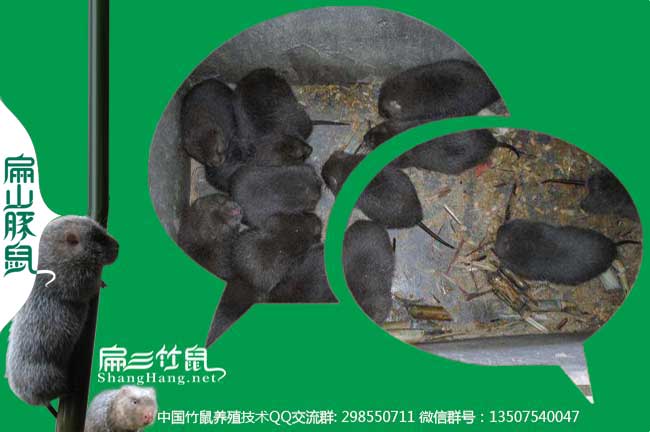 廣東竹鼠竹鼠養殖技術(shù)交流微信群