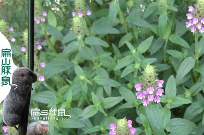 廈門(mén)蜜蜂養殖技術(shù)