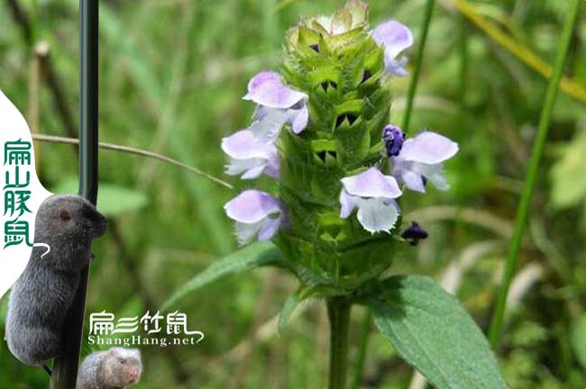 龍巖蜜蜂養殖技術(shù)