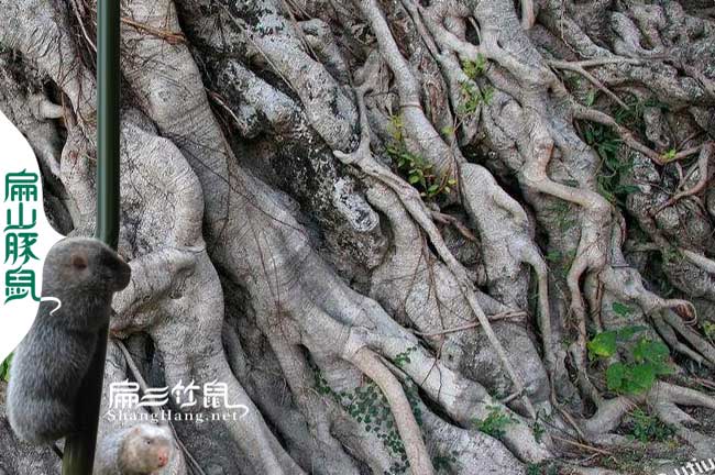 土雞中藥小葉榕樹(shù)