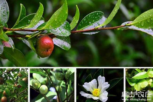 衡陽(yáng)嫁接油茶基地