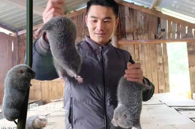 鶴山竹鼠  養殖聯(lián)盟