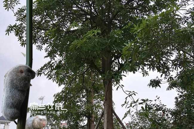 福州竹鼠竹鼠養殖技術(shù)交流微信群