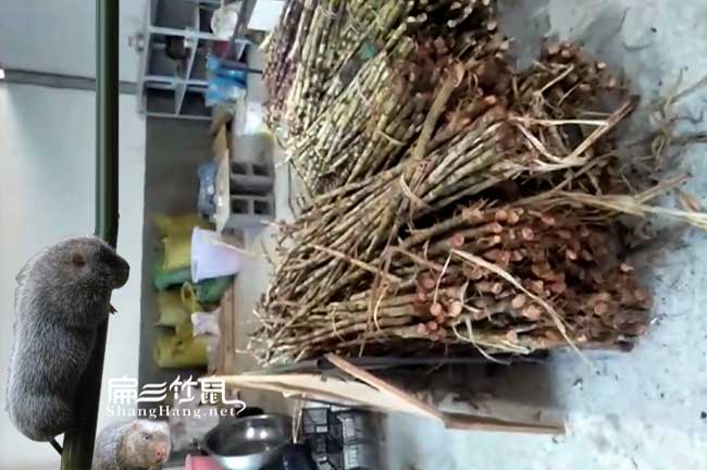 梅縣竹鼠食物