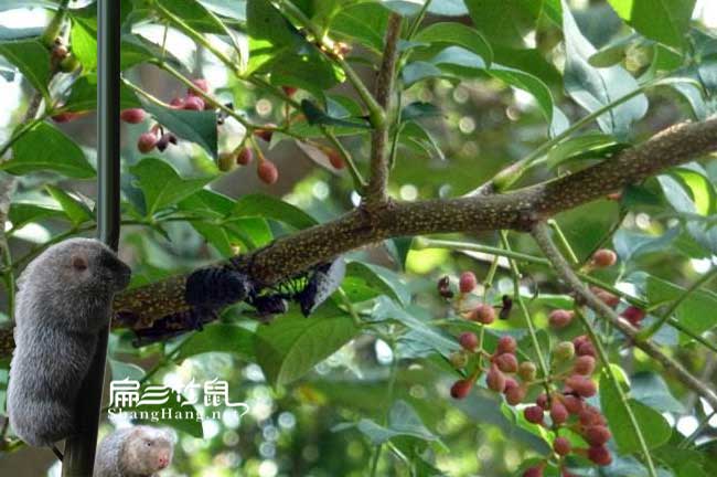 治療預防竹鼠腸炎