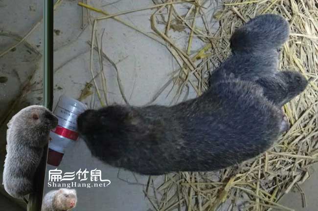 欽州竹鼠養殖場(chǎng)