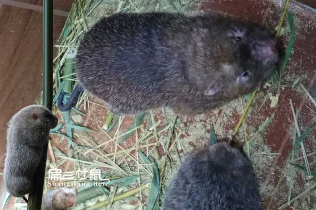 廣西中華竹鼠種苗批發(fā)