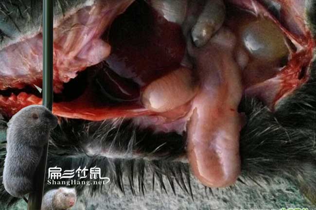 竹鼠養殖容易的腸炎病