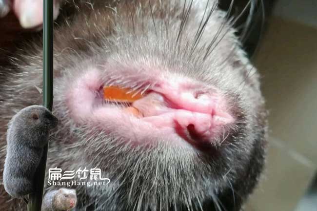 竹鼠養殖技術(shù)牙齒過(guò)長(cháng)怎么辦？