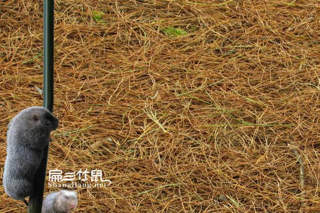 松樹(shù)葉子