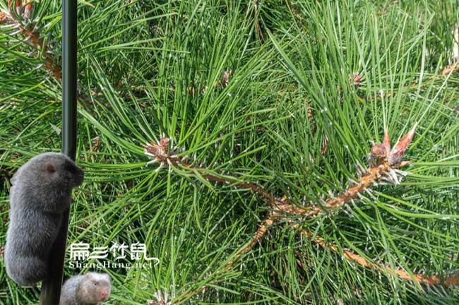 竹鼠為什么會(huì )的腸炎？