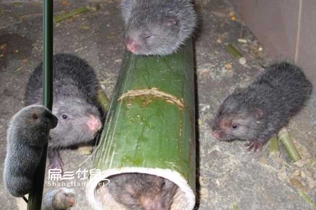 銅陵竹鼠養殖場(chǎng)