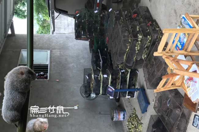廣西竹鼠養殖培訓