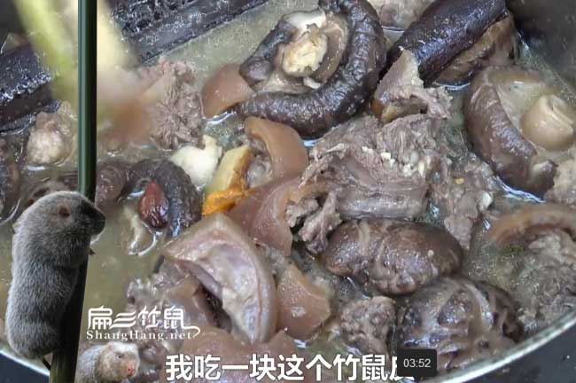 昭通商品竹鼠批發(fā)