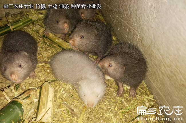 賀州白毛竹鼠養殖場(chǎng)